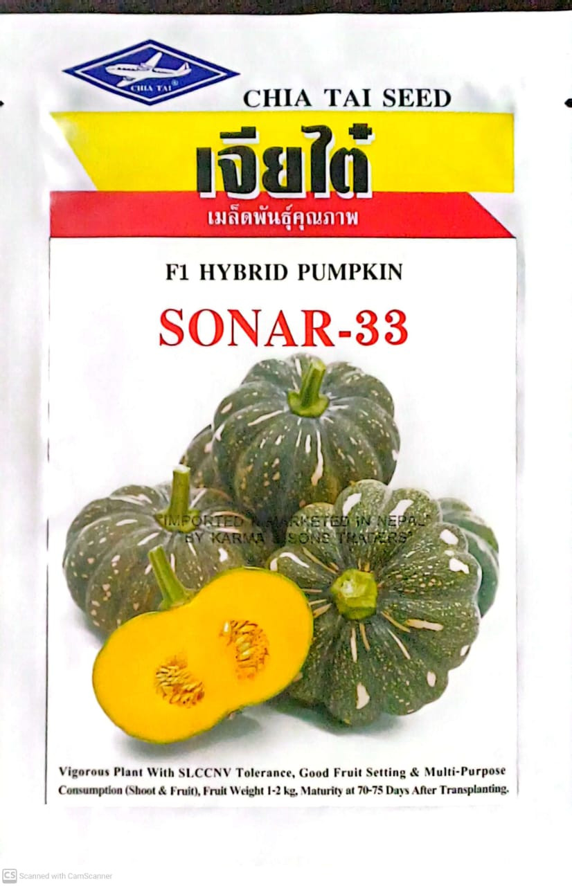 F1 Hybrid Pumpkin Seed