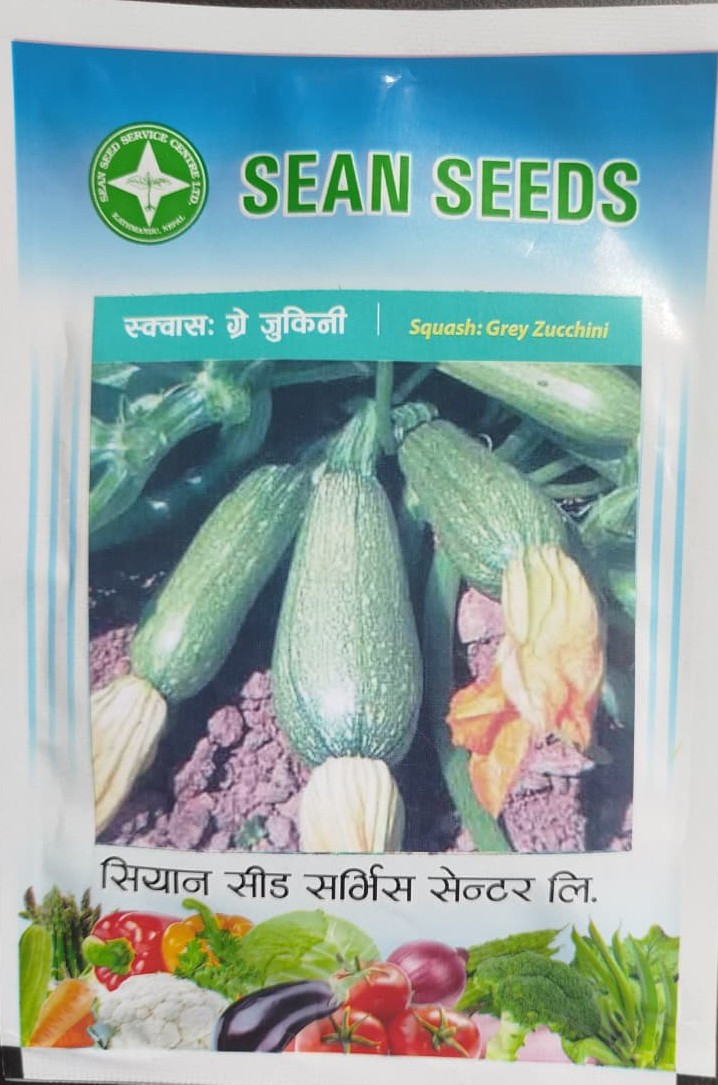 Grey Zucchini
