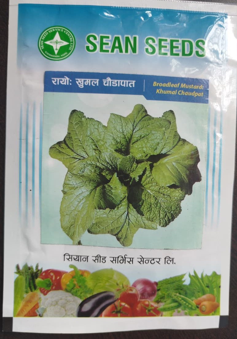 Broadleaf Mustard: Khumal Chaudpat