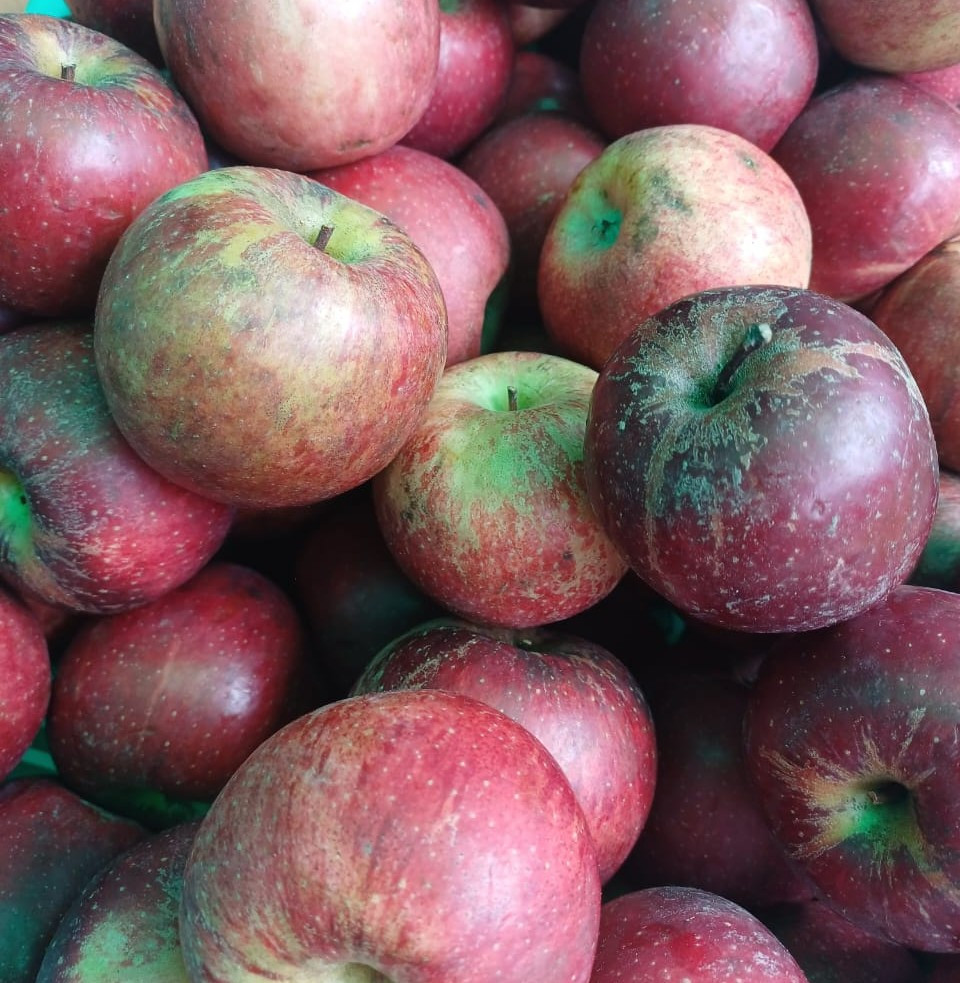 Apple-Gala 'A'