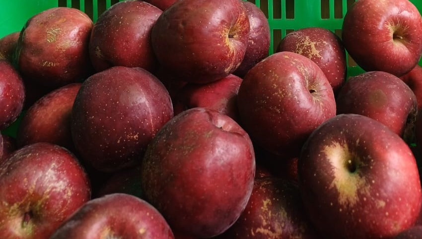 Apple-Gala 'C'