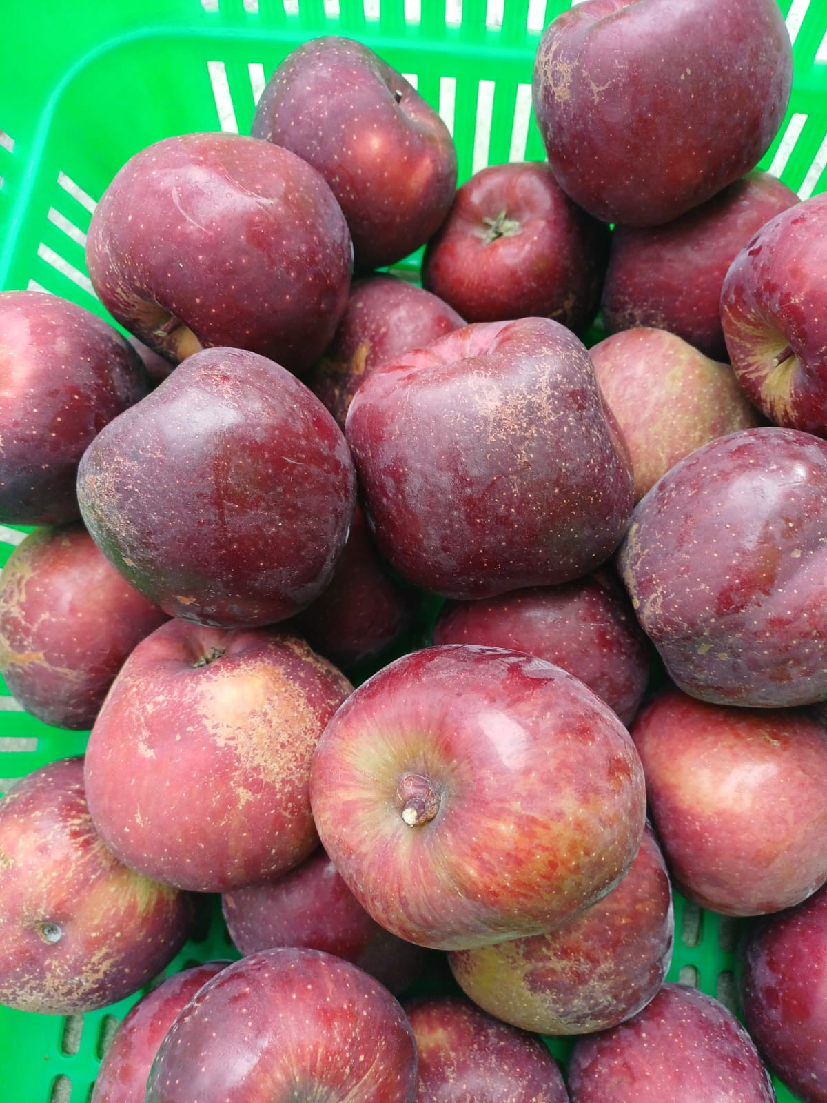 King Roat Apple(C)