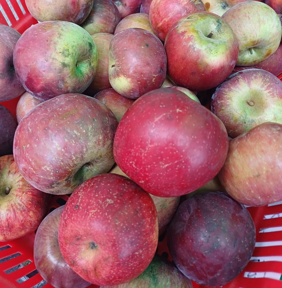 Fuji Apple