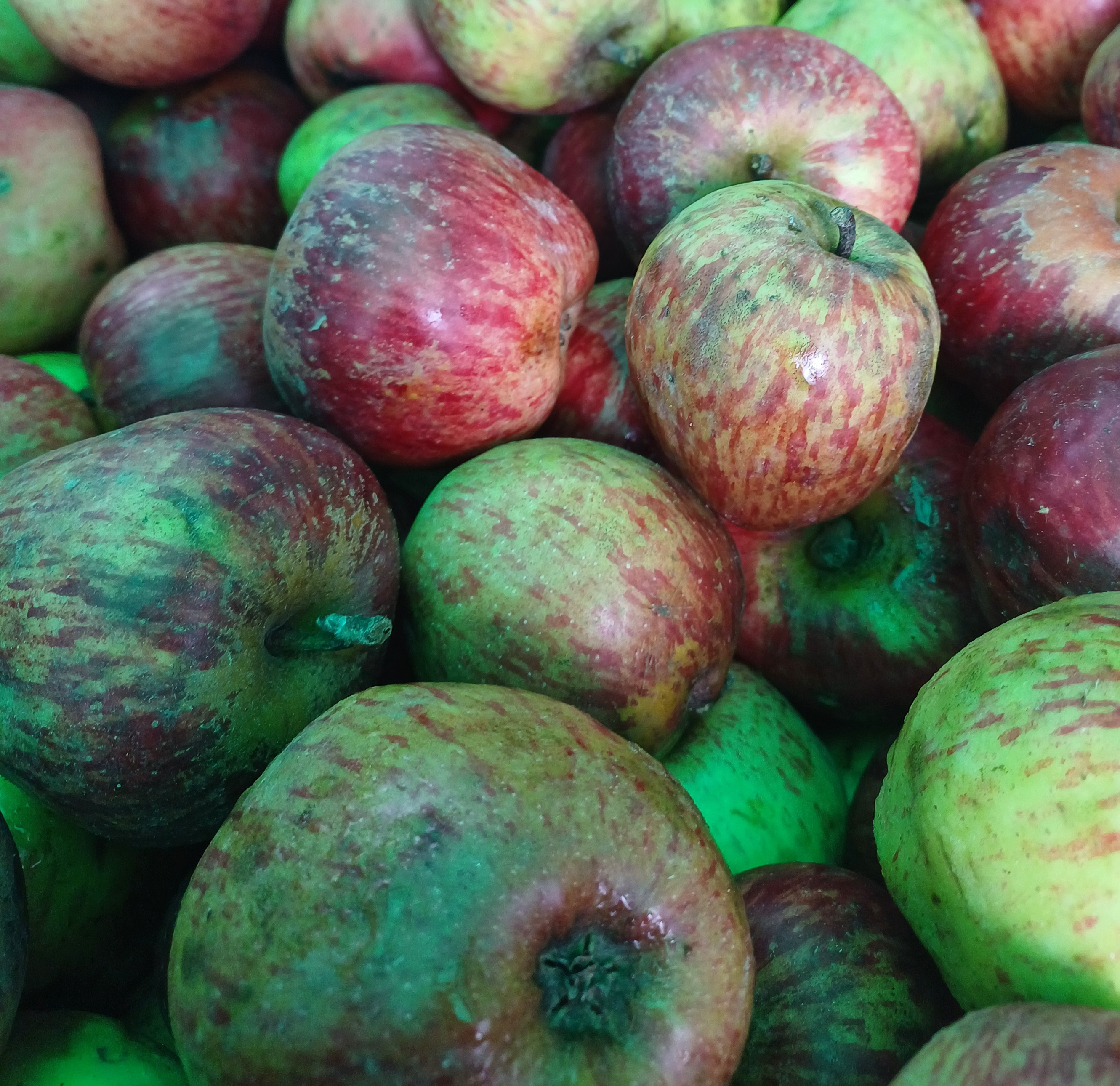 Local Apple(C)