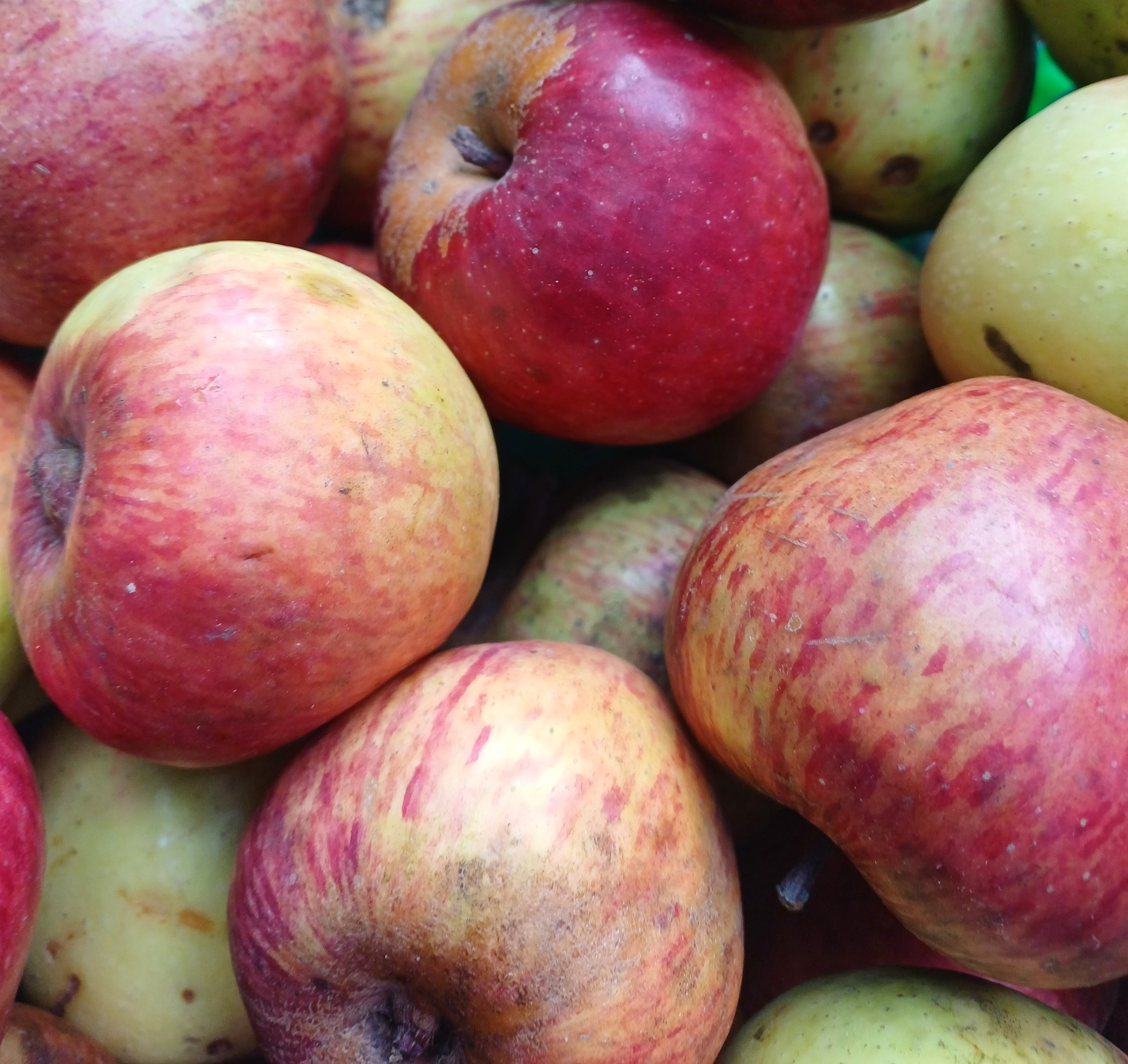 Local Apple(B)