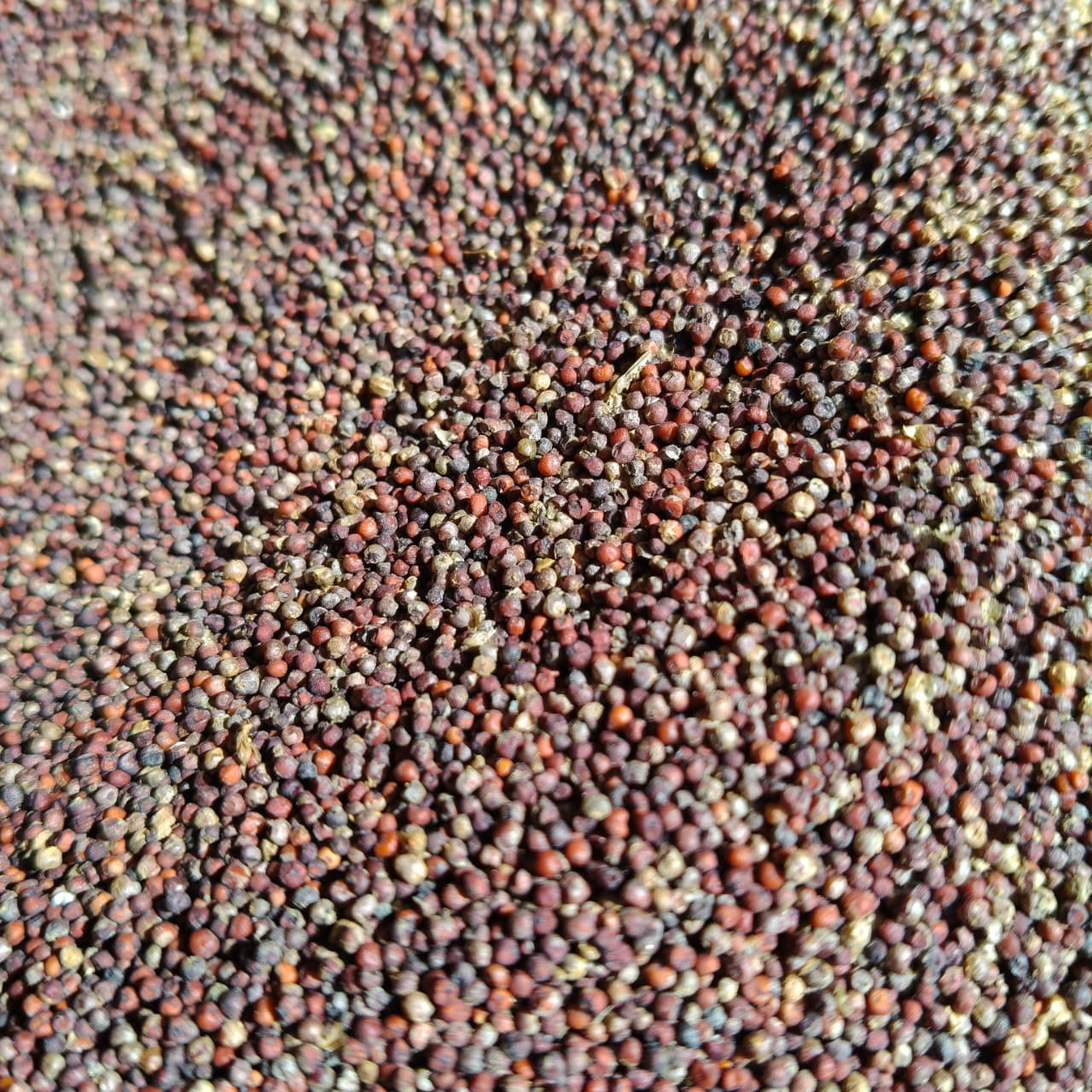 Millet (Kodo)