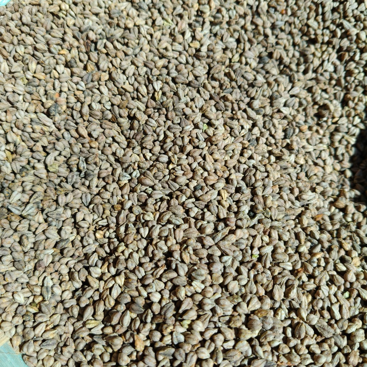 Buckwheat Flour (फापर)