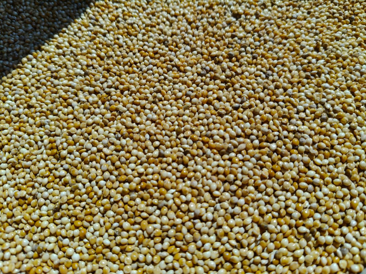 चिनो (Porso Millet)