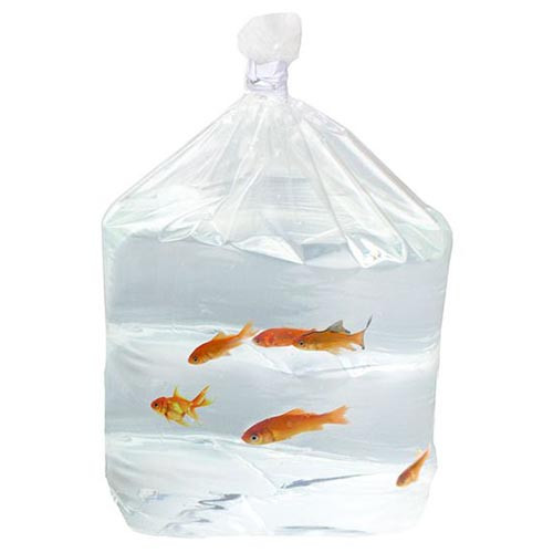 Bag Fish